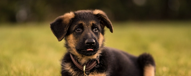 bruin-zwart hond