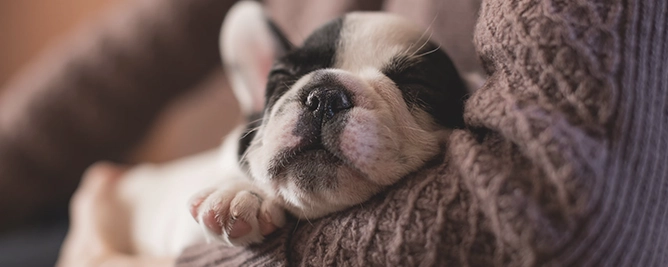 Puppy die slaapt
