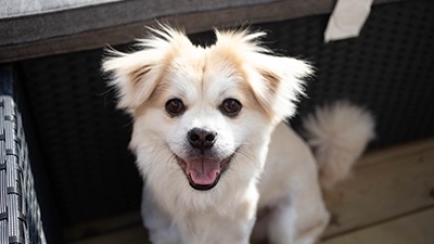 Foto blije hond
