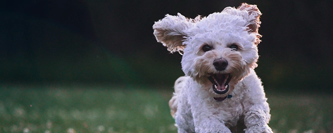 Blije witte hond