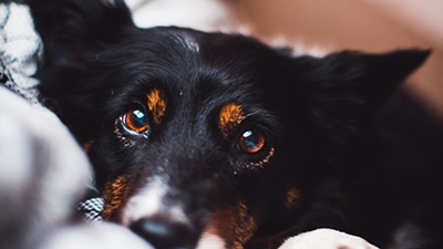 Foto hond die ligt